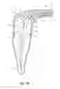 Fig. 18 - Apparatus and methods for cleaning teeth and root canals