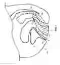 Fig. 02 - Surgical Systems And Methods For Transvaginal Apical Suspension