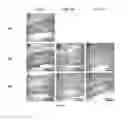 Fig. 09 - SILK FIBROIN HYDROGELS AND USES THEREOF