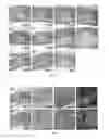 Fig. 12 - SILK FIBROIN HYDROGELS AND USES THEREOF