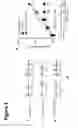 Fig. 03 - MODULATION OF MITOCHONDRIAL CALCIUM UNIPORTER ACTIVITY FOR TREATING AND PREVENTING ARRHYTHMIAS