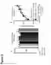 Fig. 16 - MODULATION OF MITOCHONDRIAL CALCIUM UNIPORTER ACTIVITY FOR TREATING AND PREVENTING ARRHYTHMIAS