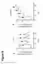 Fig. 23 - MODULATION OF MITOCHONDRIAL CALCIUM UNIPORTER ACTIVITY FOR TREATING AND PREVENTING ARRHYTHMIAS