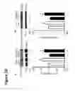 Fig. 25 - MODULATION OF MITOCHONDRIAL CALCIUM UNIPORTER ACTIVITY FOR TREATING AND PREVENTING ARRHYTHMIAS