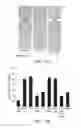 Fig. 17 - TARGETED POLYMERIC CONJUGATES AND USES THEREOF