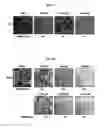 Fig. 05 - COMPOSITION COMPRISING (S)-(-)-BENPROPERINE FOR PREVENTING OR TREATING CANCER