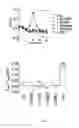 Fig. 04 - Compounds as modulators of a mutant CFTR protein and their use for treating diseases associated with CFTR protein malfunction