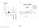 Fig. 07 - Compounds as modulators of a mutant CFTR protein and their use for treating diseases associated with CFTR protein malfunction
