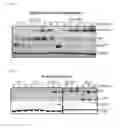 Fig. 11 - Compositions and methods for transient up-regulation of Myc in B-cell lymphomas for enhancing P53 independent apoptotic responses to chemotherapy