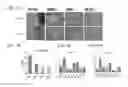 Fig. 13 - Composition for treatment of joint disease and method thereof