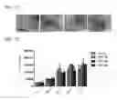 Fig. 15 - Composition for treatment of joint disease and method thereof
