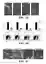 Fig. 04 - MULTIPOTENT NEURAL CELLS
