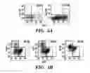 Fig. 06 - MULTIPOTENT NEURAL CELLS