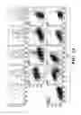 Fig. 10 - MULTIPOTENT NEURAL CELLS