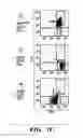 Fig. 12 - MULTIPOTENT NEURAL CELLS