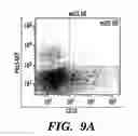 Fig. 16 - MULTIPOTENT NEURAL CELLS