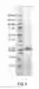 Fig. 05 - Lipoprotein complexes and manufacturing and uses thereof