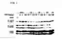 Fig. 02 - Extended release of neuregulin for improved cardiac function