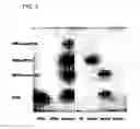 Fig. 03 - Extended release of neuregulin for improved cardiac function