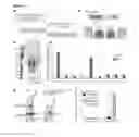 Fig. 02 - Compositions and Methods for Induced Brown Fat Differentiation