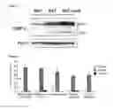 Fig. 08 - Compositions and Methods for Induced Brown Fat Differentiation