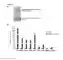 Fig. 14 - Compositions and Methods for Induced Brown Fat Differentiation