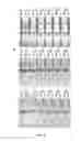 Fig. 07 - Dps fusion proteins for use in vaccines and diagnostics