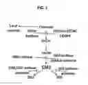 Fig. 02 - PROMOTION OF WOUND HEALING
