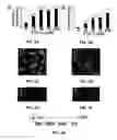 Fig. 04 - PROMOTION OF WOUND HEALING