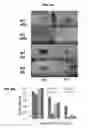 Fig. 07 - PROMOTION OF WOUND HEALING