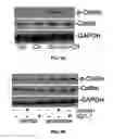 Fig. 10 - PROMOTION OF WOUND HEALING