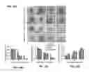 Fig. 13 - PROMOTION OF WOUND HEALING