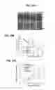 Fig. 14 - PROMOTION OF WOUND HEALING