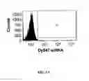 Fig. 02 - Interfering RNA delivery system and uses thereof
