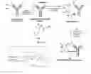Fig. 01 - Conjugates comprising cell-binding agents and cytotoxic agents