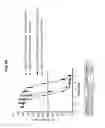 Fig. 12 - Conjugates comprising cell-binding agents and cytotoxic agents