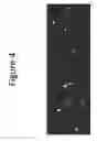 Fig. 05 - Enhanced loading of intact, bacterially derived vesicles with small molecule compounds