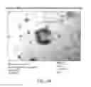 Fig. 03 - Carrier-antibody compositions and methods of making and using the same