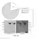 Fig. 04 - Carrier-antibody compositions and methods of making and using the same