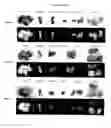 Fig. 07 - Multimodal CT/optical agents