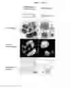 Fig. 08 - Multimodal CT/optical agents