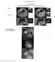 Fig. 13 - Multimodal CT/optical agents