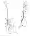 Fig. 10 - Coaxial venal cannula