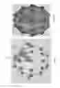 Fig. 07 - Enhanced spatial summation for deep-brain transcranial magnetic stimulation