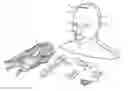 Fig. 01 - Customizable mannequin form