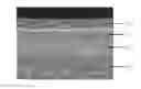 Fig. 01 - Composite oxygen ion transport membrane