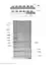 Fig. 09 - Method and apparatus for the discretization and manipulation of sample volumes