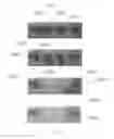 Fig. 48 - Method and apparatus for the discretization and manipulation of sample volumes