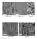 Fig. 14 - Pore orientation using magnetic fields