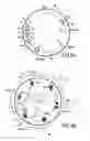Fig. 05 - Floating support anchored on a reel comprising a guide and deflection conduit for flexible pipes within said reel